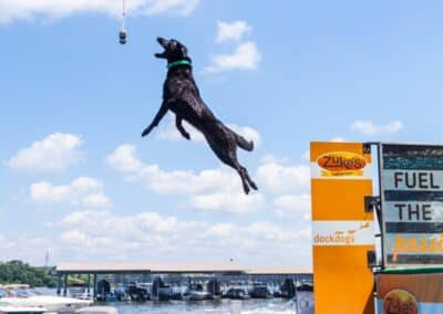 dog jumping at canine cannonball